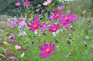 Decorative Cosmos flowers bloom in nature