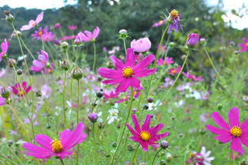 Decorative Cosmos flowers bloom in nature