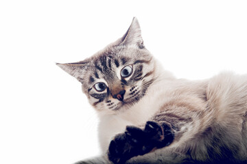 Thai purebred cat on a white background.