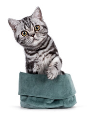 Cute little black silver blotched tabby cat, sitting in green velvet bag. One paw in air, looking...