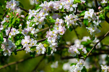 flowering branches of an apple tree on a background of trees