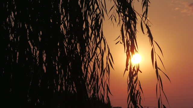 Wide shot of a beautiful sunrise covered by the silhouettes of leaves