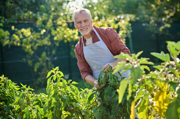 Gray-haired mature man working in the hreenhouse