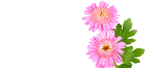 Pink chrysanthemum flowers isolated on white . Free space for text. Wide photo.