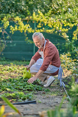 A man in burgundy shirt working in his garden and looking busy