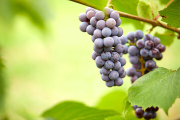 blue grapes in the garden