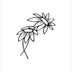 vector drawing daisy flower, floral element, hand drawn botanical illustration