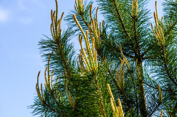 pine branches against the blue sky in summer