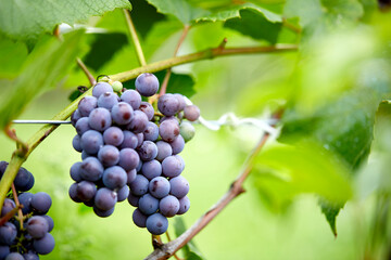 blue grapes in the garden