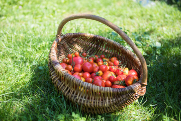 Basket  cherry tomatoes outdoors in garden, sustainable lifestyle concept.