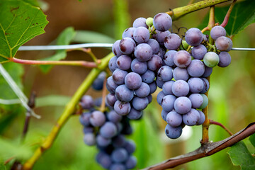 blue grapes in the garden