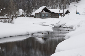 Village in winter. Houses near an unfrozen river. Ducks are swimming.