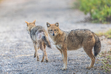 A pair of Jackal with skin disease