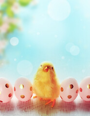 Easter composition with Colorful Easter eggs, chicks on blue blooming background.