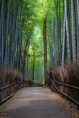 The Arashiyama Bamboo Forest in Kyoto, Japan in the early morning with a trail through the forest.