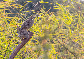 A pair of Grey Francolin on a tree