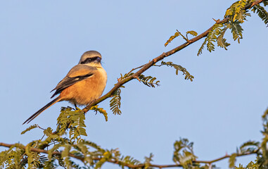 A Long Tail Shrike looking into Camera