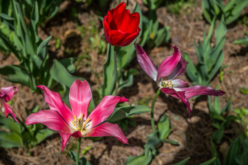 Variety of tulips closeup