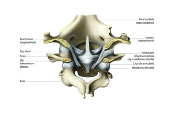 Ligaments and joints of the cervical vertebrae and the occipital bone. Back view. Vector illustration