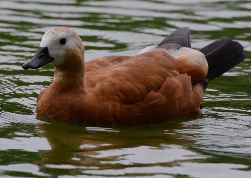 Tadorne casarca (Tadorna ferruginea)