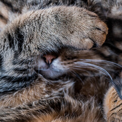 Sleeping cat closes its eyes with its paw