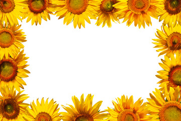Bright yellow frame of sunflower flowers on an agricultural theme. Cheerful frame of sunflower flowers isolated on white background.