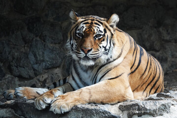 Fototapeta na wymiar Bengal Tiger close up