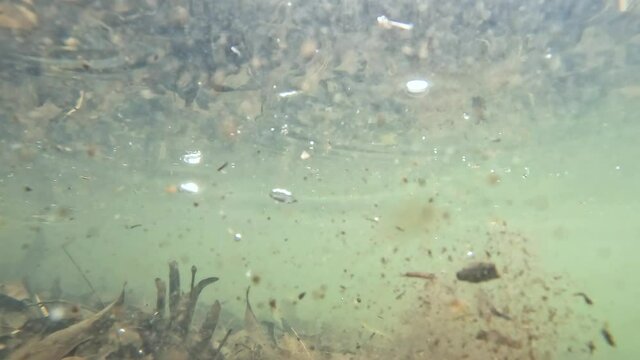 Tra&iacute;ra fish (Hoplias brasiliensis) freshwater wolf fish under water in video. Portrait