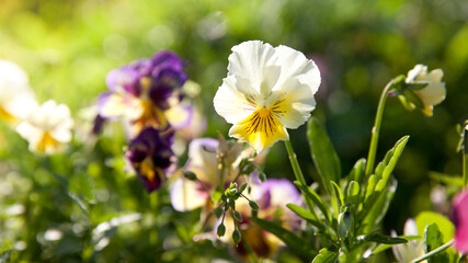 The garden pansy is a type of large-flowered hybrid plant cultivated as a garden flower.