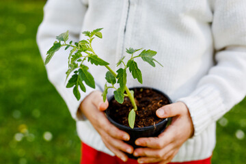Adorable little toddler boy holding green tomato plants seedling in hands. Cute child learn...