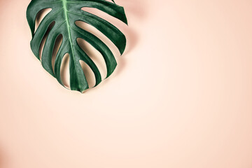Green tropical monstera leaf on yellow apricot background