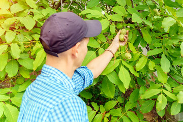 A young man harvests walnuts in autumn. Touch walnuts hanging on a green tree