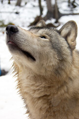 Close up of a grey wolf