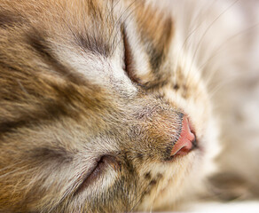Schließen Sie herauf Porträt der schlafenden Katze der getigerten Katze