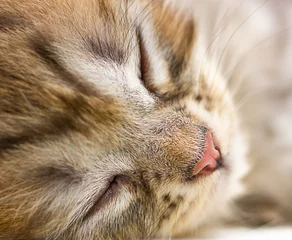 Abwaschbare Fototapete Süße Monster Schließen Sie herauf Porträt der schlafenden Katze der getigerten Katze