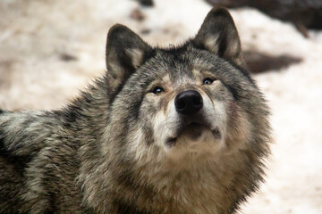 Close up of a grey wolf