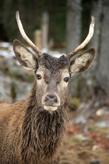 Portrait of a male deer in the snow