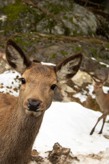 Close up of the head of a deer in winter