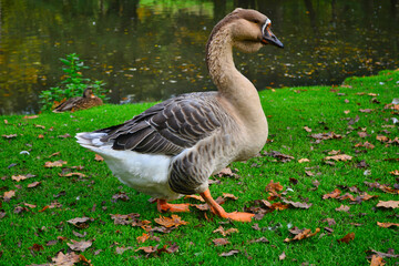 Obraz premium Bd Driburg - gräflicher Park - Toulouser Gans