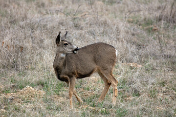A Female Doe Mule Deers Browsing in the Californias Hills