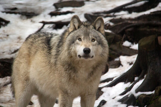 Grey Wolf In The Snow