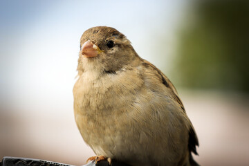 Closeup of a sparrow 