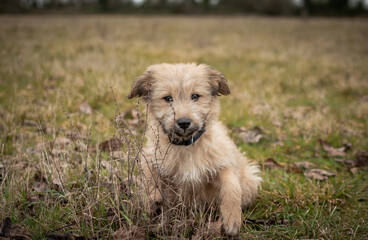 Chiot labrit bergers des Pyrénées 