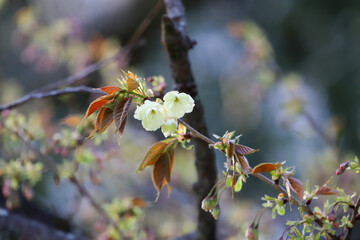 白峯神宮のウコンザクラ