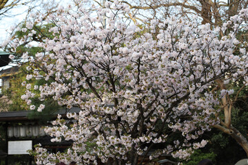 妙顕寺境内の桜