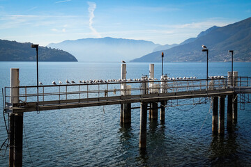 group of seagulls sitting on a wooden railing of a pier on lake como in Italy, fog in background an blue sky