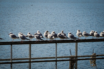 group of seagulls sitting on a wooden railing on lake como in Italy