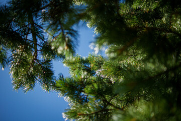 Naklejka premium Branches of a pine with blue sky in background