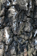 Natural abstract background. Close-up tree bark texture. The bark of an old birch.