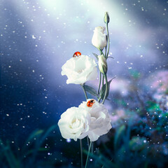 Obraz premium Fantasy Eustoma flowers garden and two ladybugs in enchanted fairy tale dreamy forest, fabulous fairytale blooming tender roses in magical night darkness on mysterious dark floral background with rays